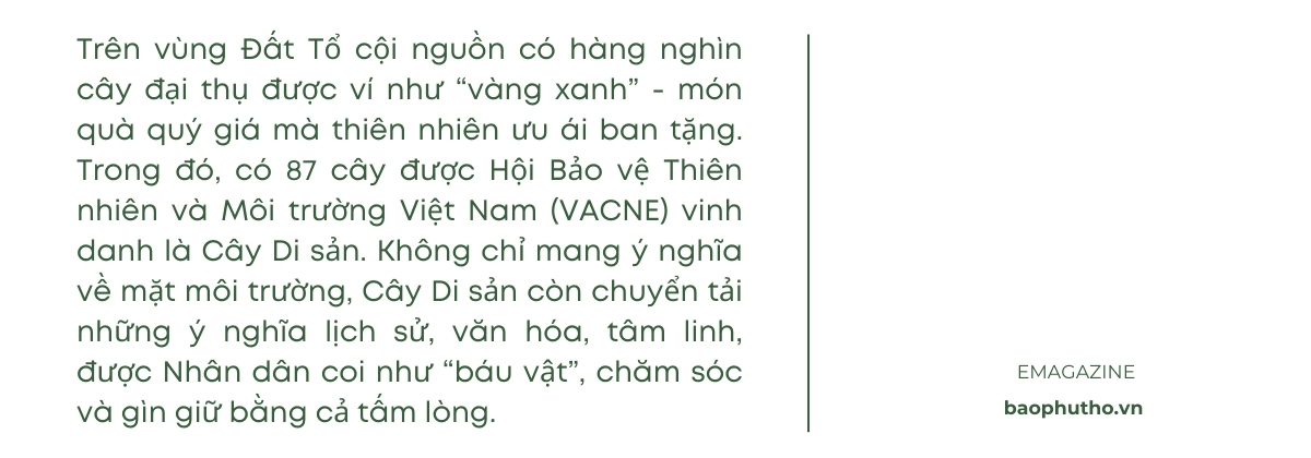 “Cây thiêng” trên đất cội nguồn Kỳ I: Những nhân chứng của lịch sử