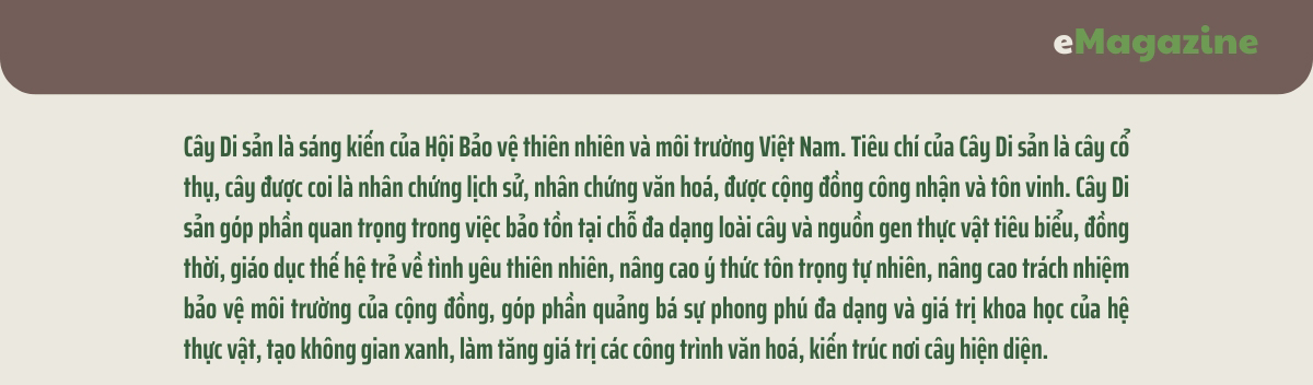 “Cây thiêng” trên đất cội nguồn Kỳ I: Những nhân chứng của lịch sử