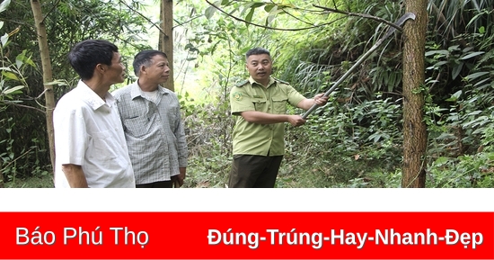 Cơ hội cho bảo vệ, phát triển rừng