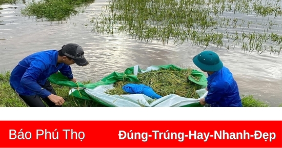 Hỗ trợ hàng trăm hộ dân thu hoạch lúa bị ngập úng