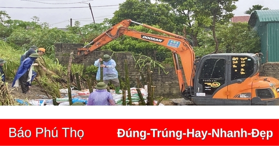 Khẩn trương xử lý nước rò rỉ qua thân đê khu Trung Dầu, xã Bình Phú, huyện Phù Ninh