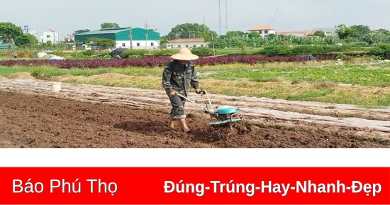 Năng suất vụ Mùa ước đạt 53,1 tạ/ha