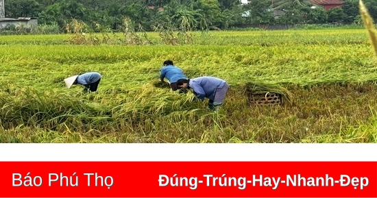 Tam Nông khẩn trương khôi phục sản xuất sau mưa lũ