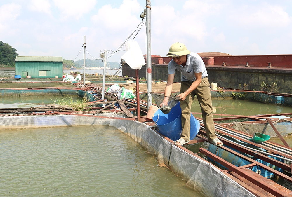 Khôi phục sản xuất thủy sản