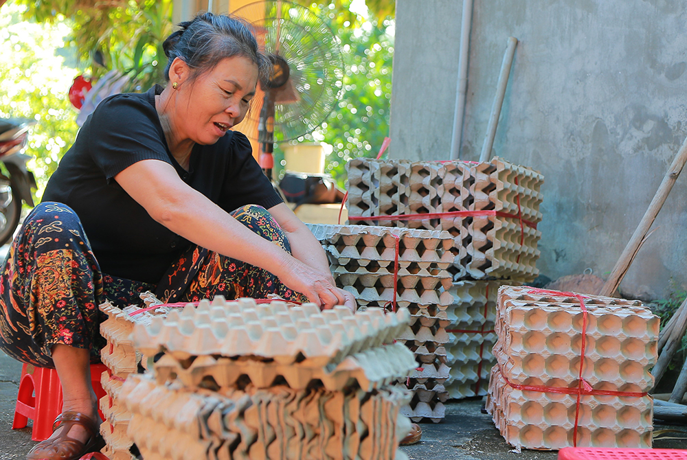 Triển vọng từ nuôi dế