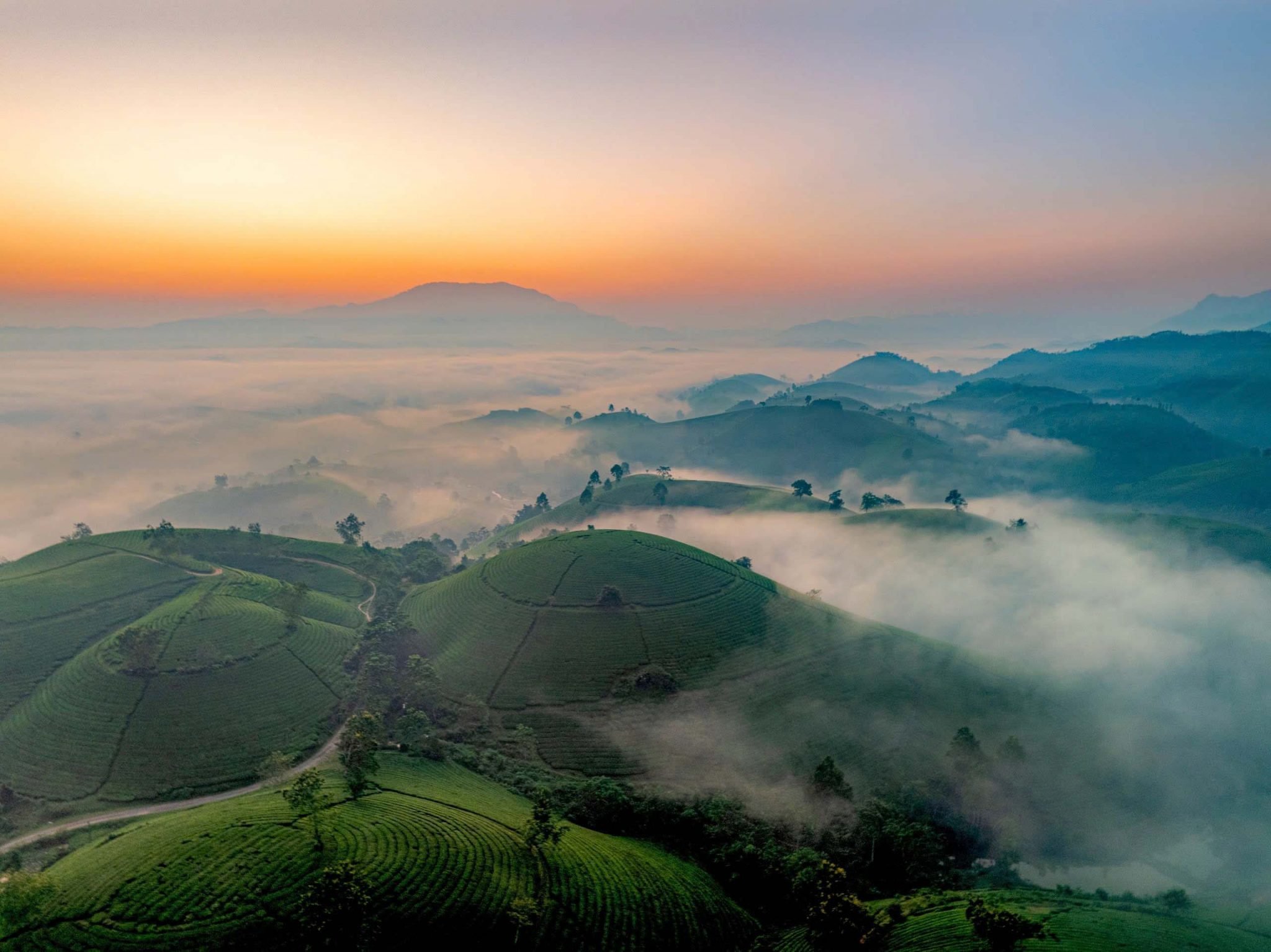 Bình minh trên những đồi chè bát úp ở Phú Thọ