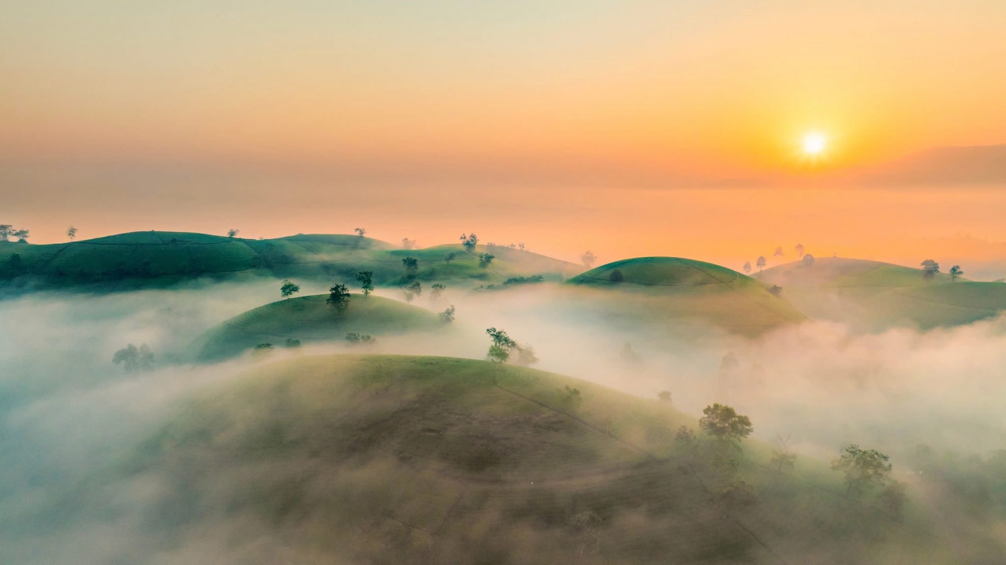 Bình minh trên những đồi chè bát úp ở Phú Thọ