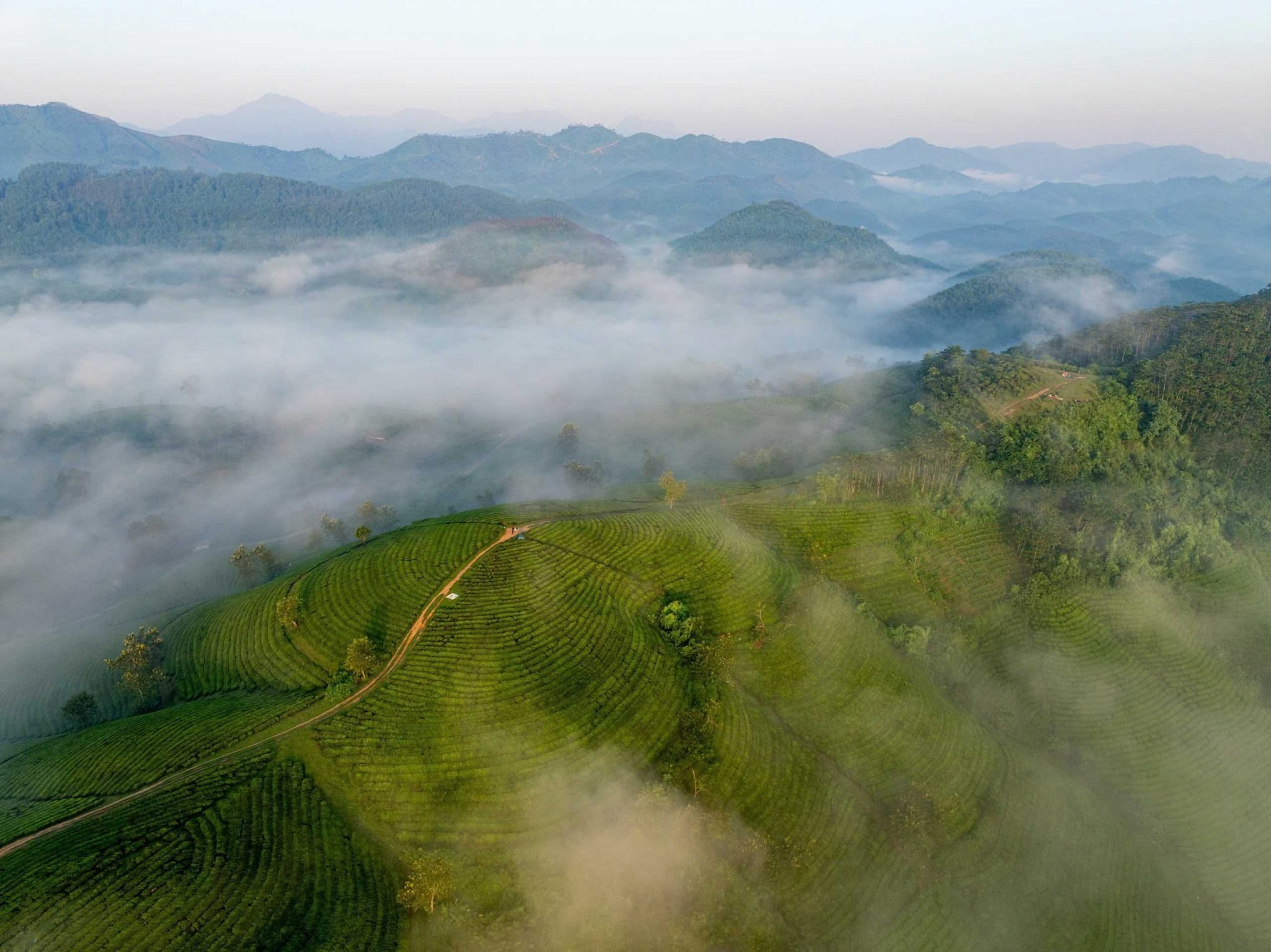 Bình minh trên những đồi chè bát úp ở Phú Thọ