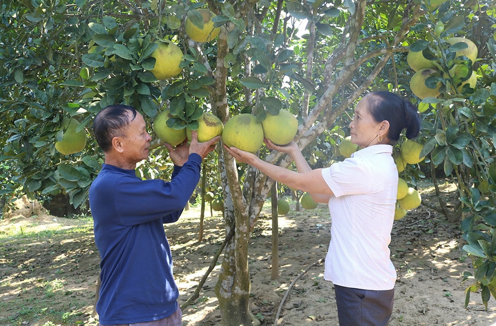 Đưa Nghị quyết “tam nông” vào cuộc sống