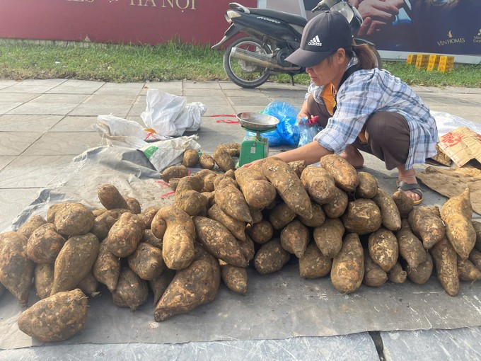 Người dân Y Tý “đổi đời” nhờ thứ củ rừng bổ dưỡng giá rẻ như khoai lang