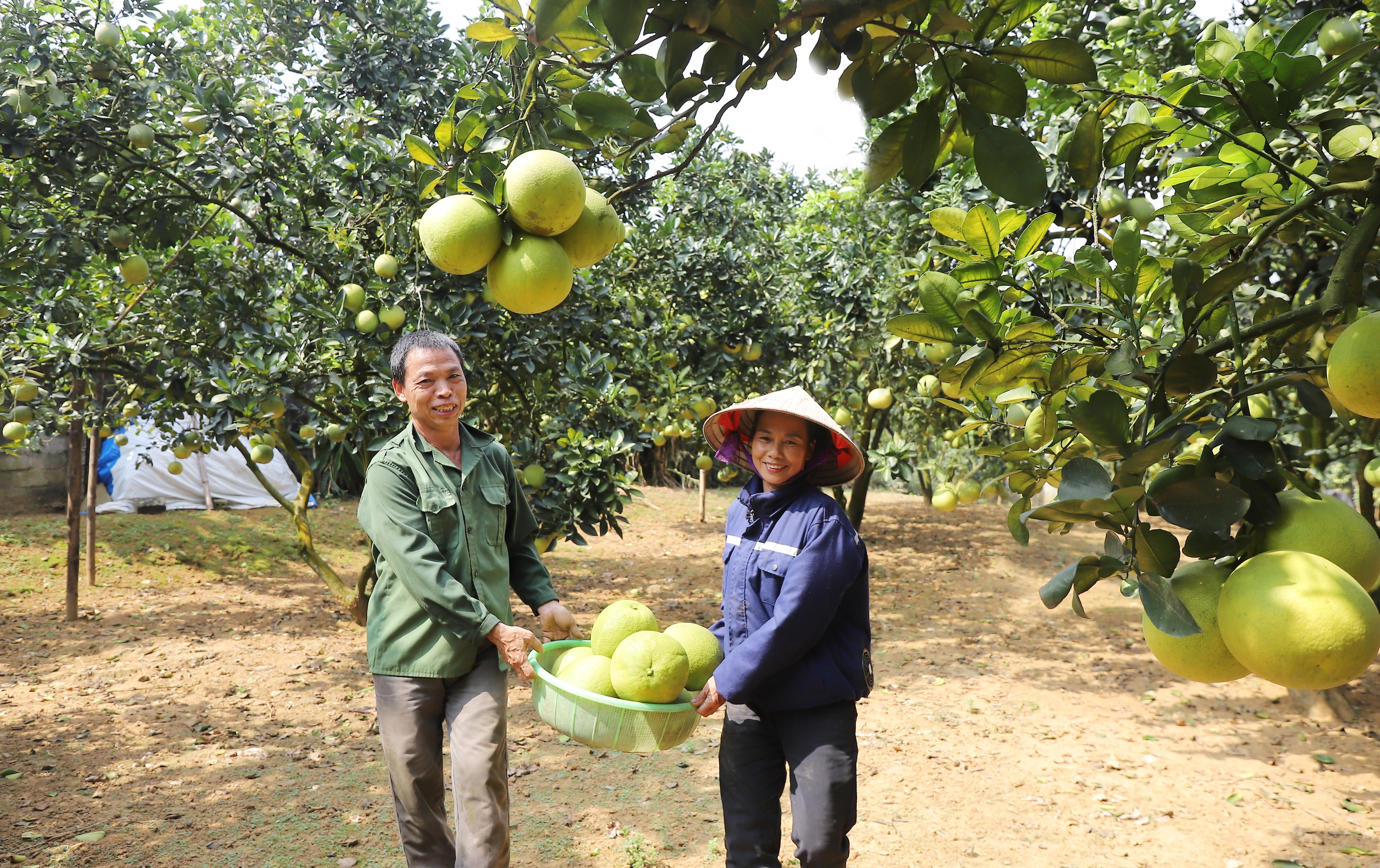 Mùa vàng đất Bưởi