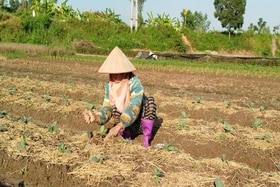 Gần 1.500ha lúa Mùa mất trắng do bão số 3