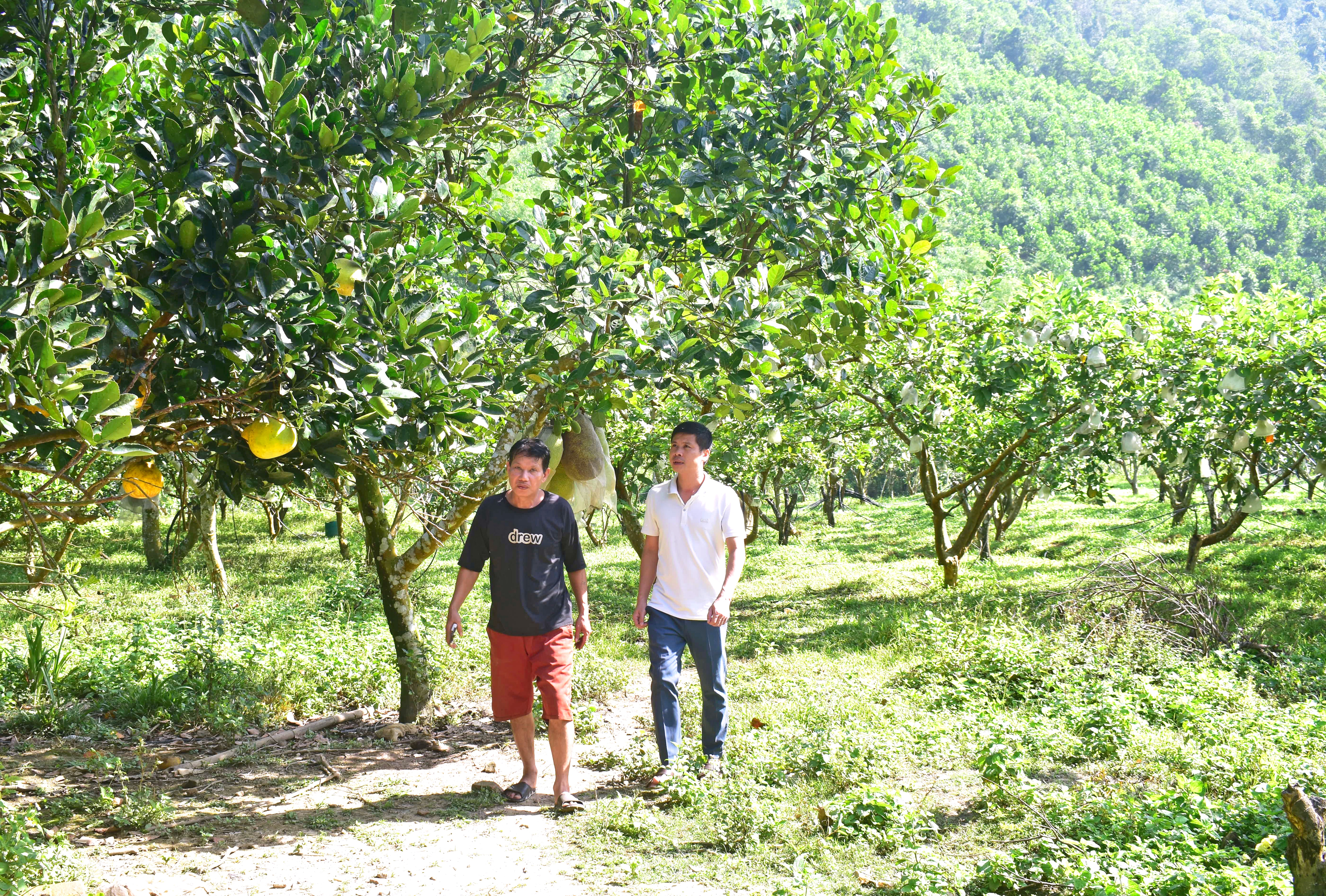 Ông Mai làm giàu từ cây ăn quả