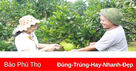 Phát triển kinh tế đồi rừng ở Yên Lập