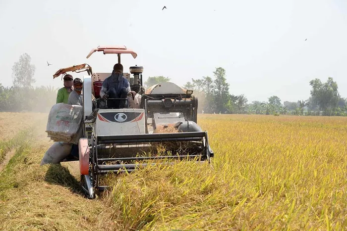 Giá gạo xuất khẩu của Việt Nam giảm sâu, giá cà phê tăng mạnh trong tuần qua