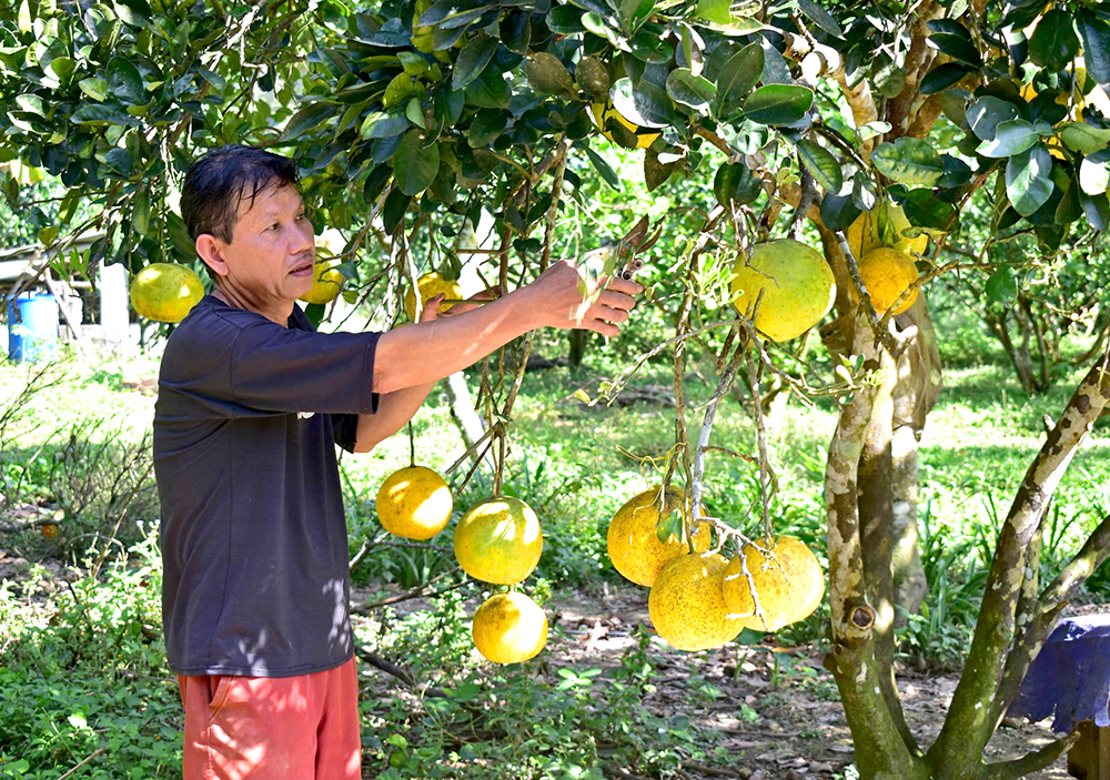 Yên Lương nỗ lực thoát nghèo