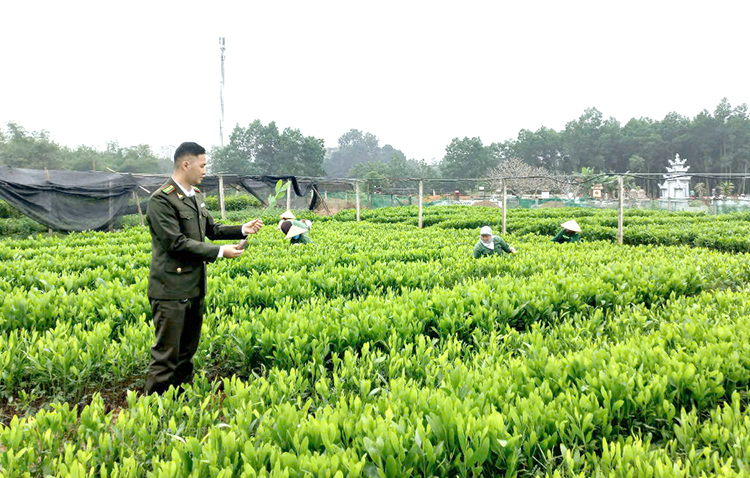 Quản lý chất lượng giống cây lâm nghiệp