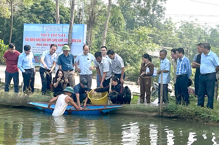 Tổng kết mô hình xây dựng vùng nuôi tôm càng xanh chất lượng cao