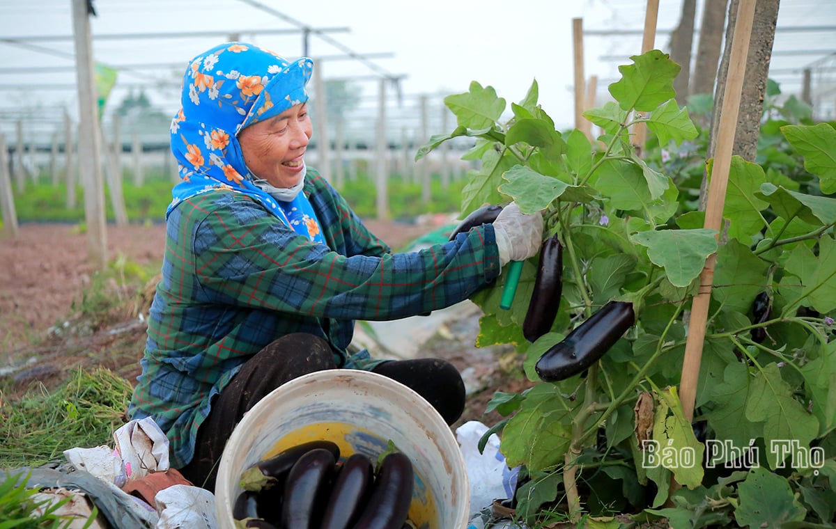 Bức tranh đa sắc màu trên cánh đồng Tứ Xã