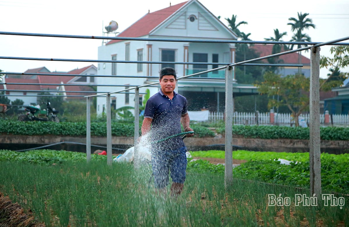 Bức tranh đa sắc màu trên cánh đồng Tứ Xã