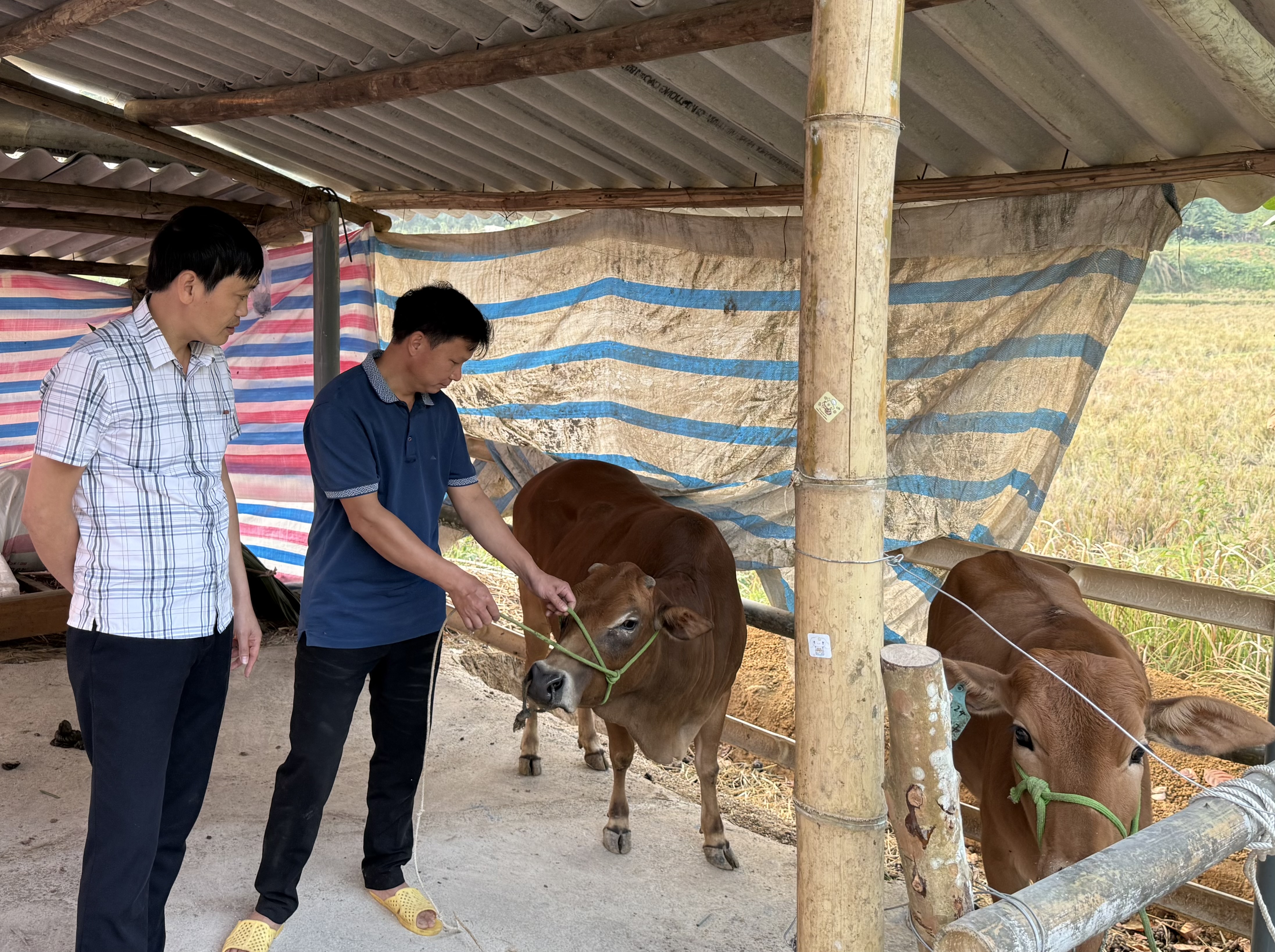 Chủ động phòng chống đói rét, dịch bệnh cho đàn vật nuôi vụ Đông xuân