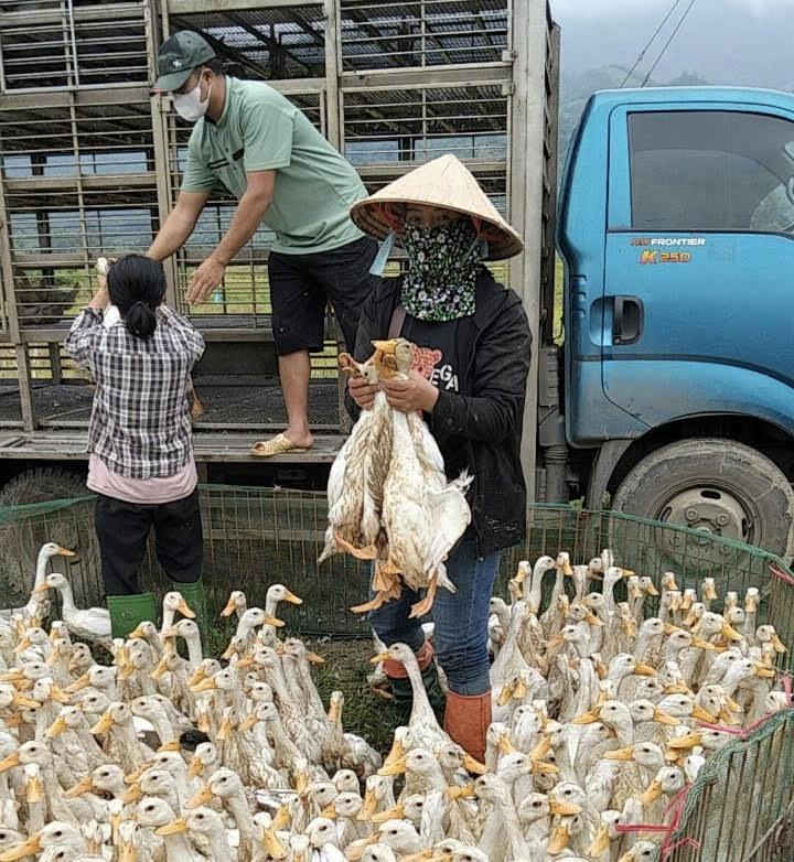 Nữ người Dao làm kinh tế giỏi