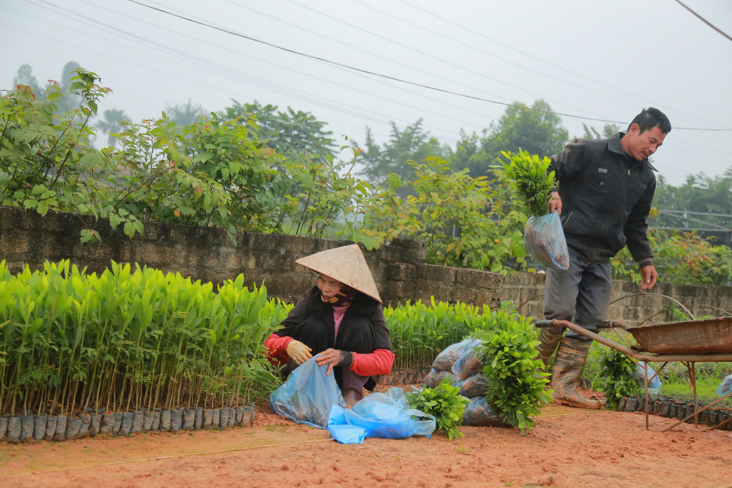 Phú Thọ vượt chỉ tiêu trồng rừng năm 2024