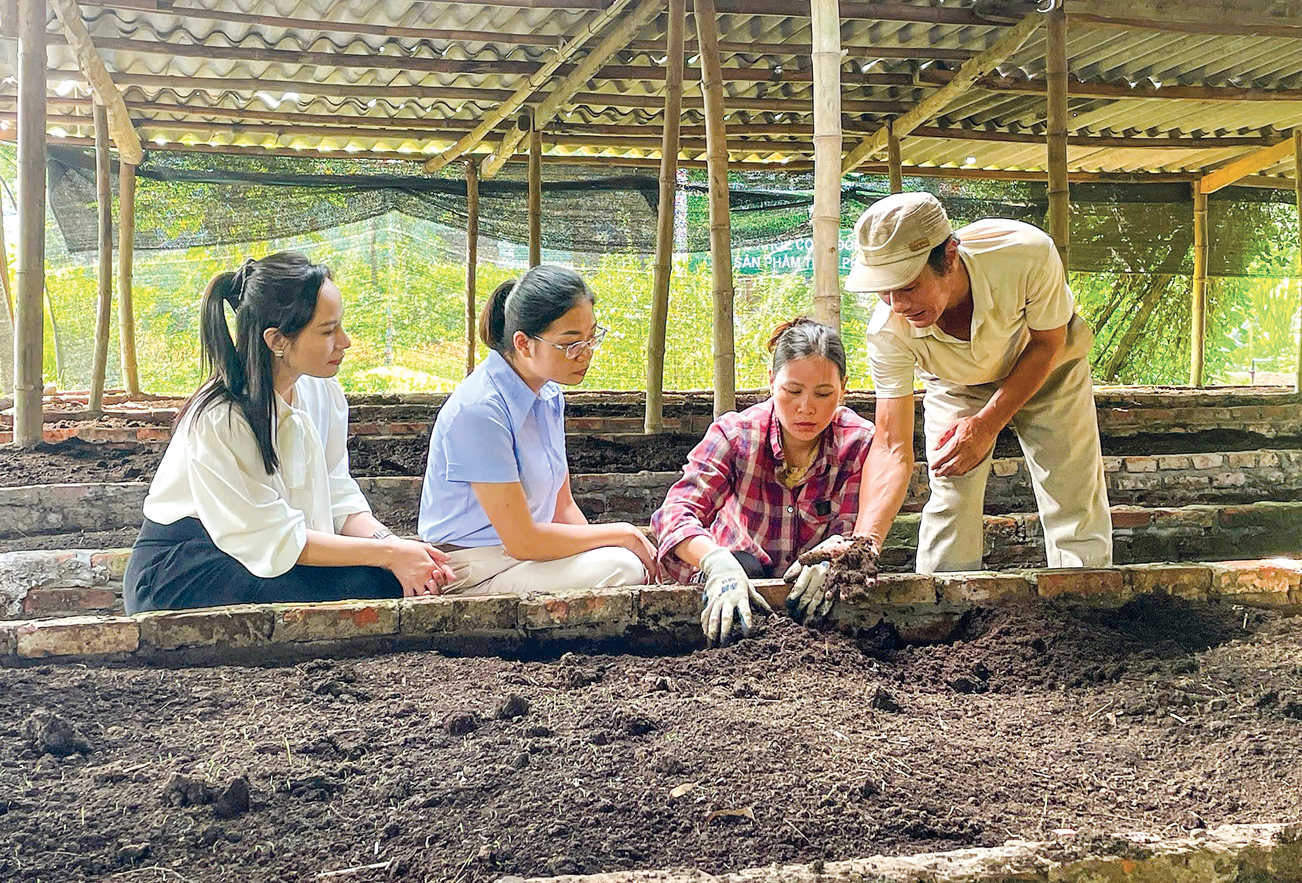 Phát triển nuôi giun quế mang lại nhiều lợi ích cho nông nghiệp và môi trường