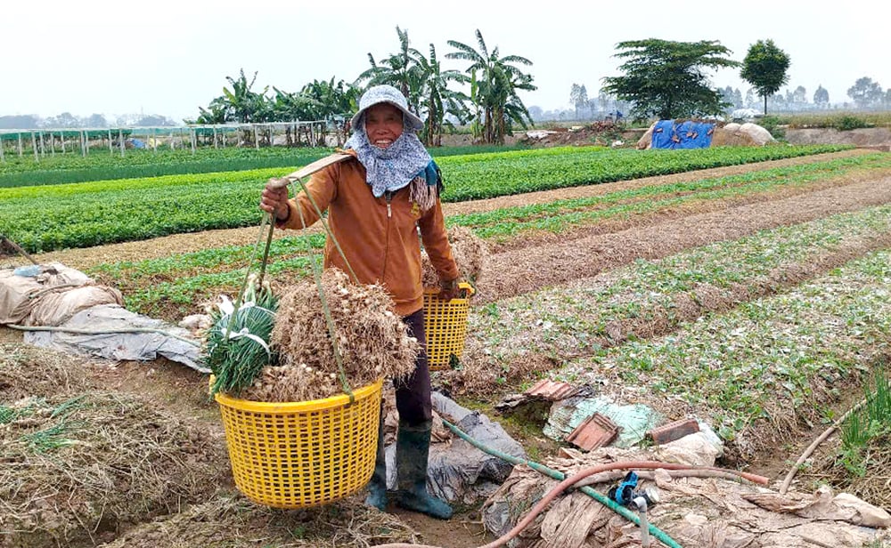 Để sản xuất vụ Xuân thắng lợi