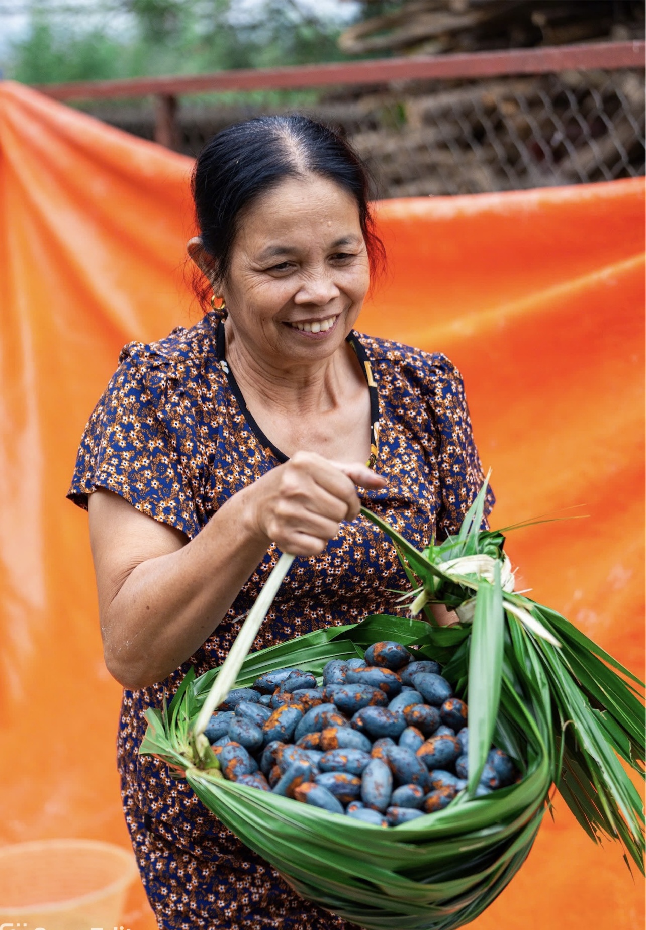 Mùa cọ chín