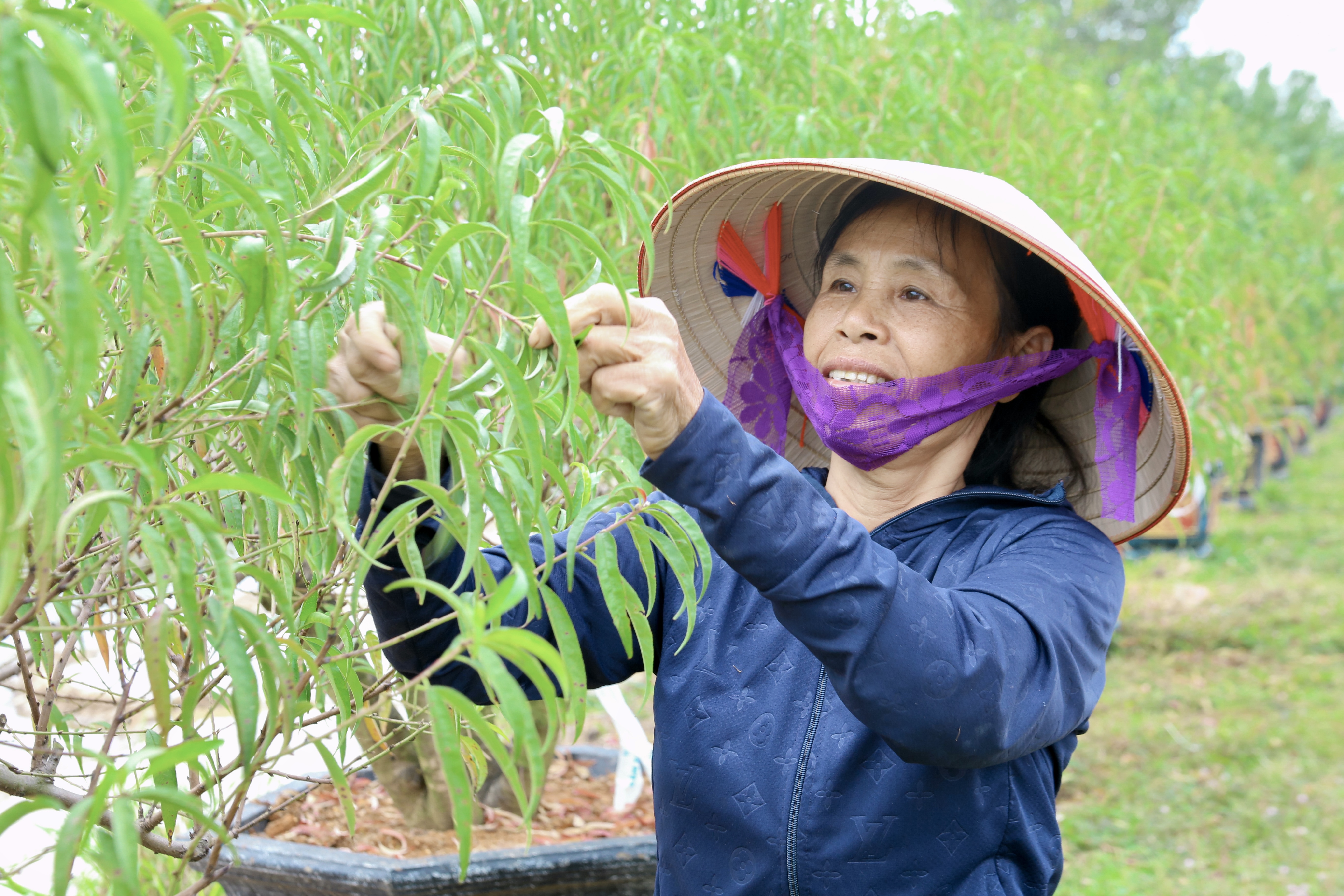 Người dân tất bật tuốt lá đào chuẩn bị cho vụ Tết Nguyên Đán 2025