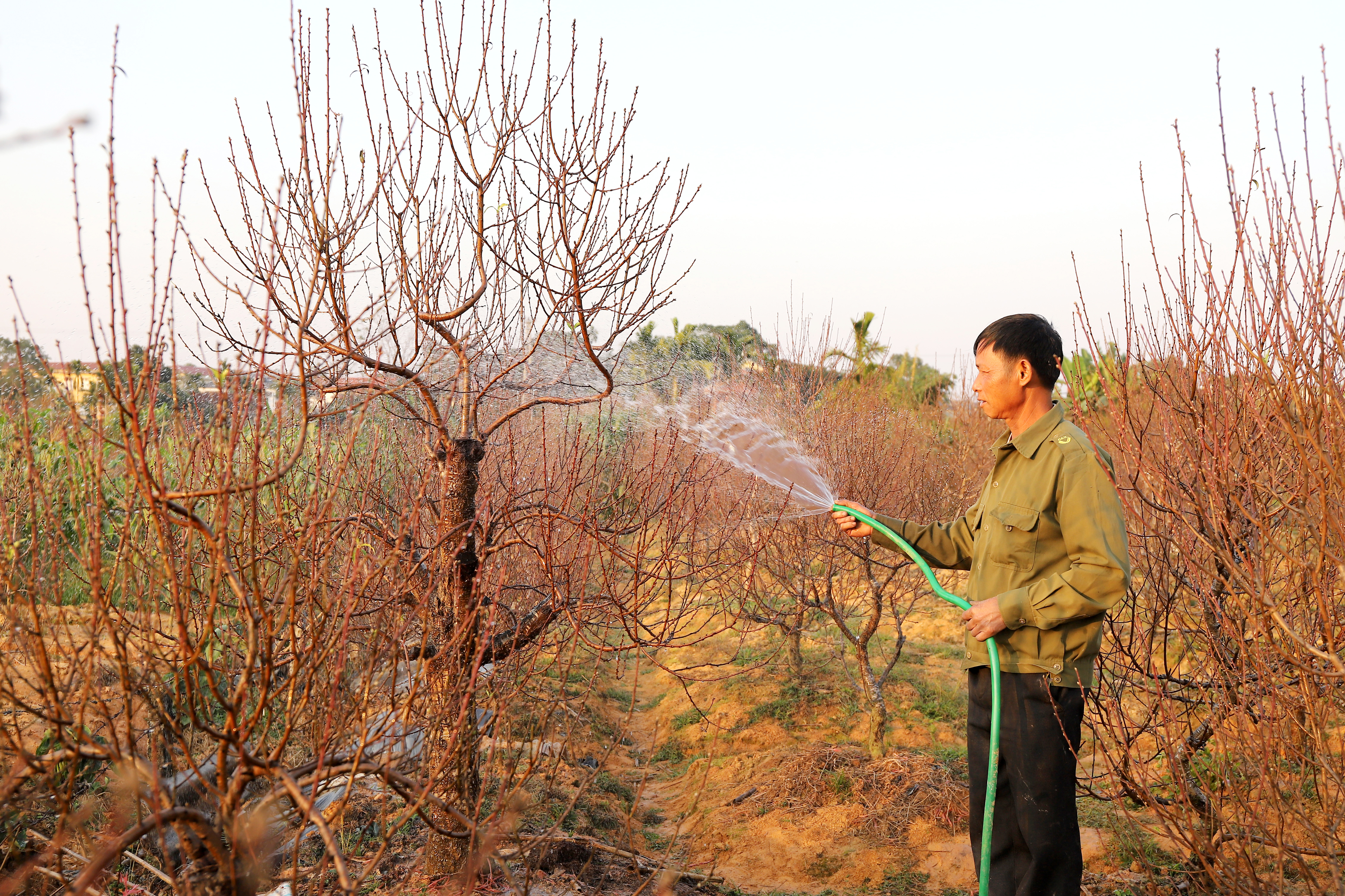 Hoa Xuân khoe sắc thắm