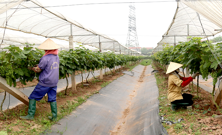 Khai thác tiềm năng du lịch nông nghiệp