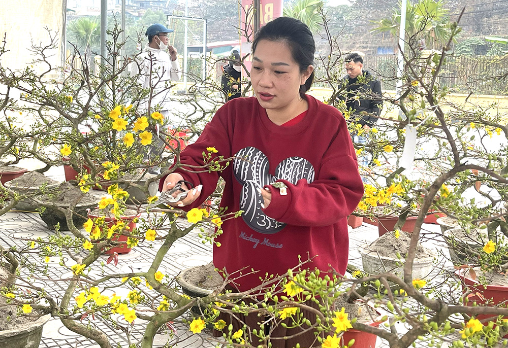 Thú chơi hoa mai ngày Tết