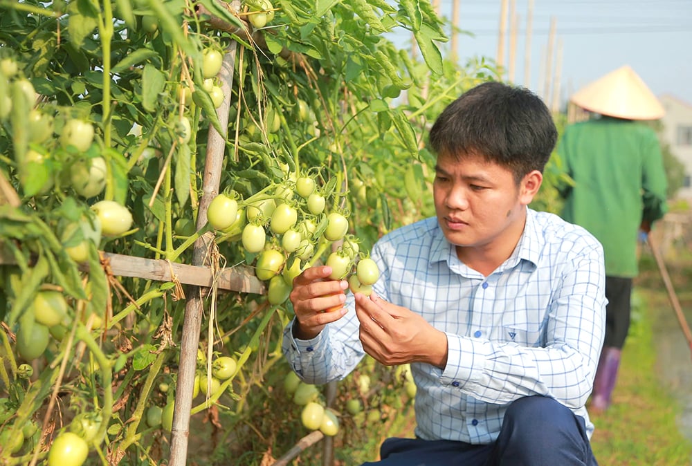 Sản xuất nông nghiệp thích ứng biến đổi khí hậu