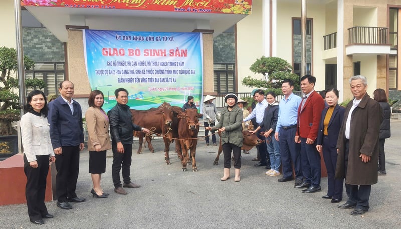 Bàn giao bò giống sinh sản cho hộ nghèo, cận nghèo tại Lâm Thao