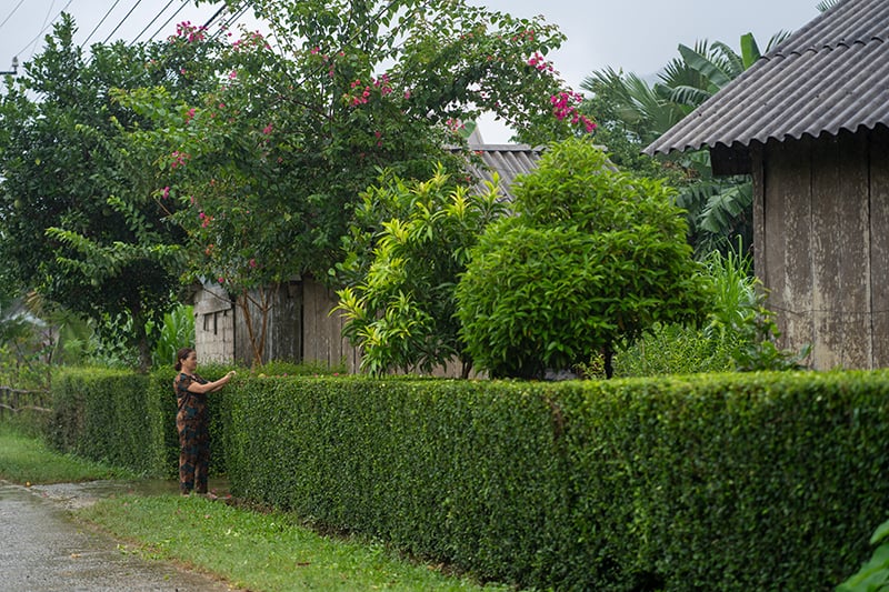 Làng quê Tân Hóa vẫn giữ được không gian xanh mang lại cảm giác yên bình cho du khách. 