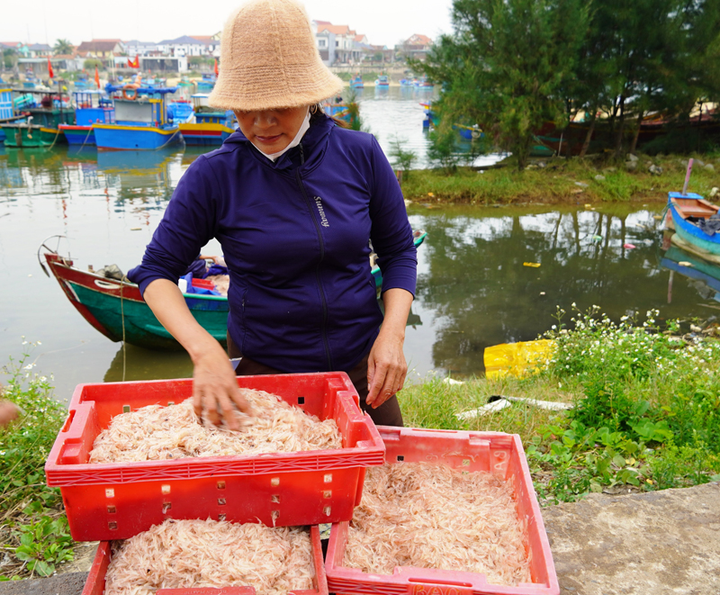 Sau Tết Nguyên đán ngư dân ở các xã biển còn trúng đậm luồng ruốc biển, cá trích, cá cơm...