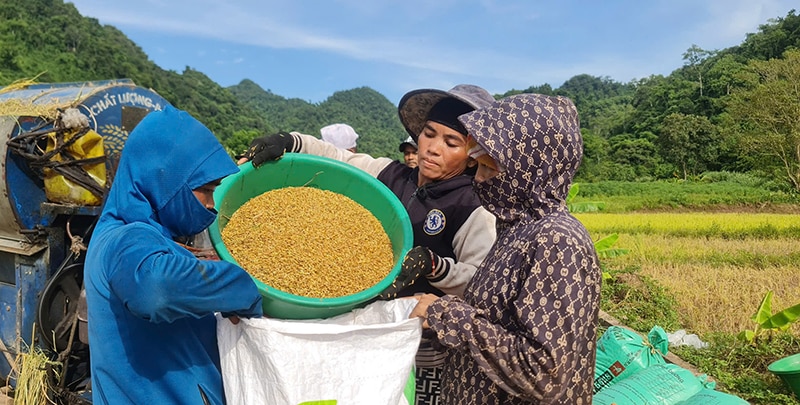 Cây lúa lên non dệt những mùa vàng.