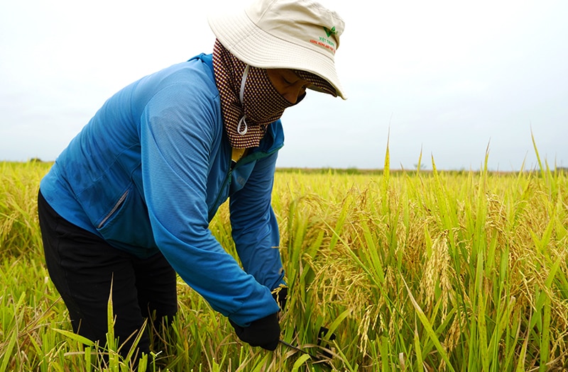 Nông dân phấn khởi thu hoạch vụ hè-thu.