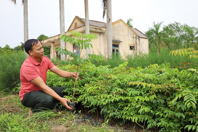 Một vườn ươm giống cây lâm nghiệp tại TP. Đồng Hới.