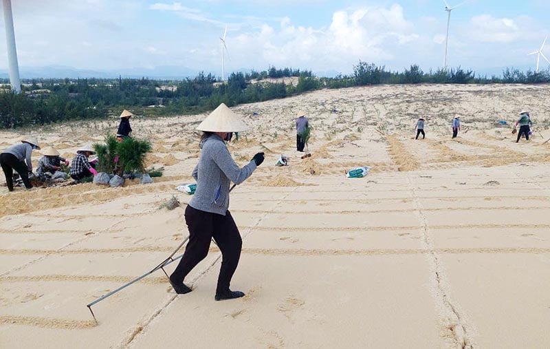 Tiến hành trồng rừng trên cát tại địa bàn huyện Quảng Ninh.