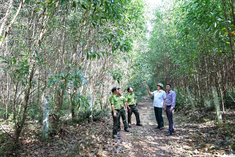 Lực lượng Kiểm lâm huyện Bố Trạch phối hợp với các đơn vị chuyên môn hướng dẫn các hộ trồng rừng theo tiêu chuẩn FSC.