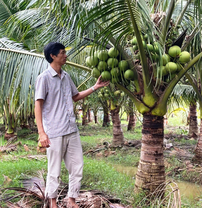 Mô hình dừa xiêm đang được nhân rộng trên địa bàn tỉnh.