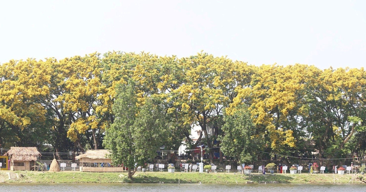 Reconnaissance de la population de 9 arbres Dalbergia tonkinensis à Tam Ky comme arbres du patrimoine vietnamien