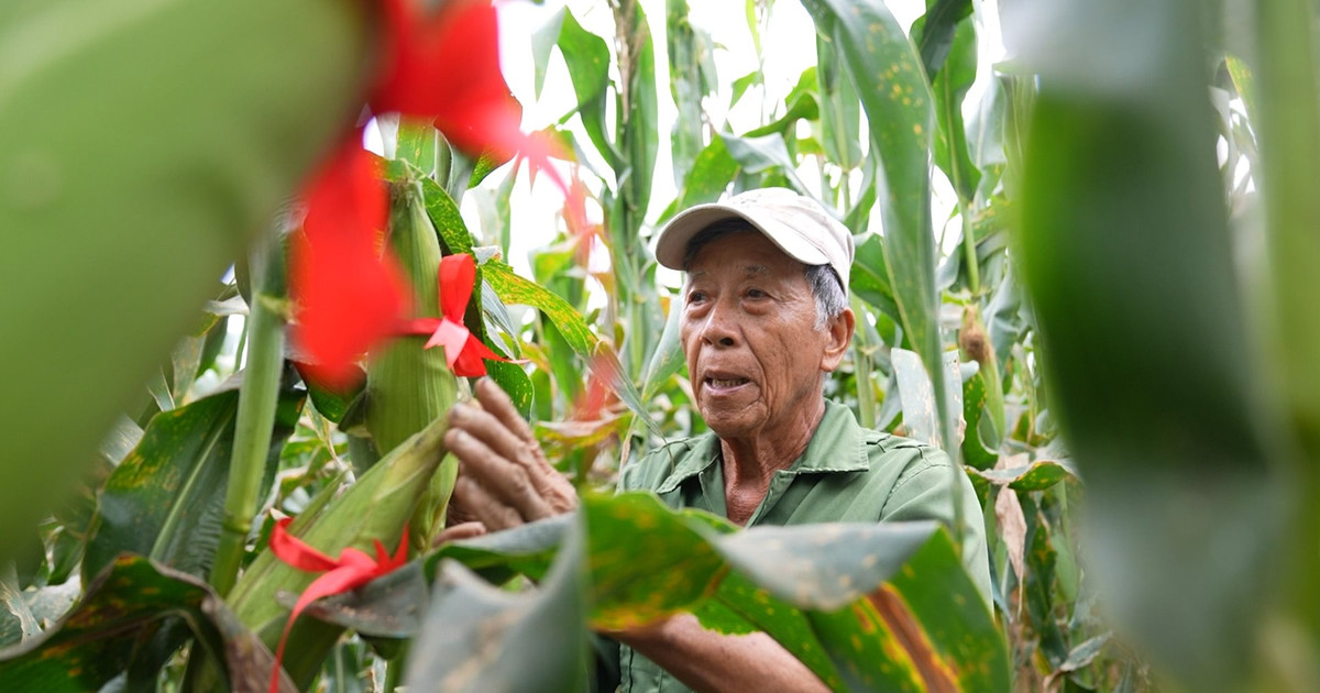 Cam Nam corn season