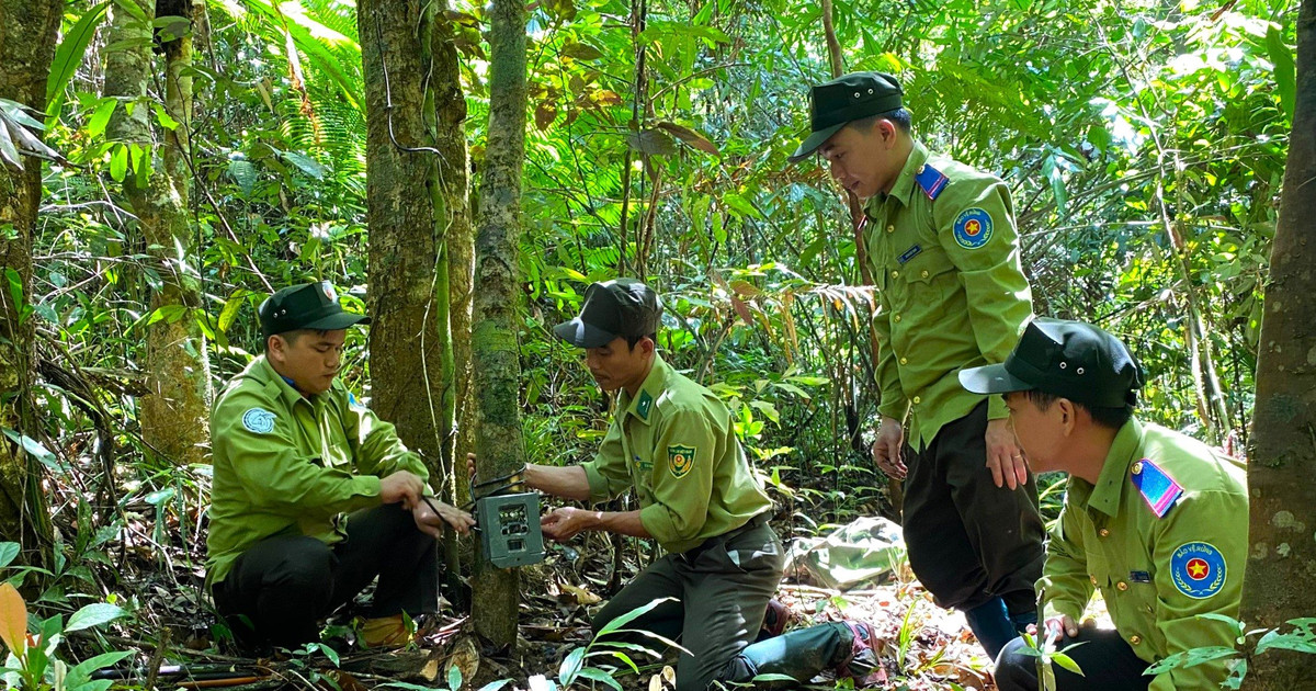 Quảng Nam quy định tạm ứng, thanh toán tiền dịch vụ môi trường rừng