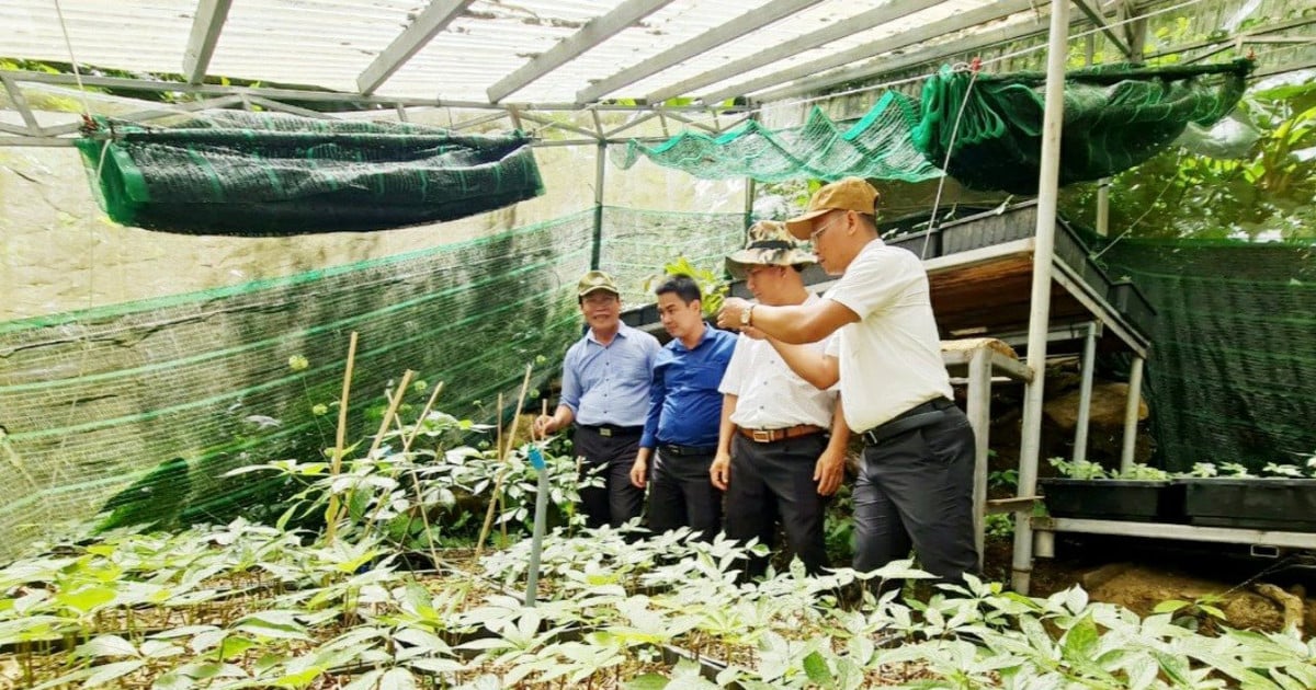 Quang Nam compte 9 863 hectares de plantes médicinales de toutes sortes.