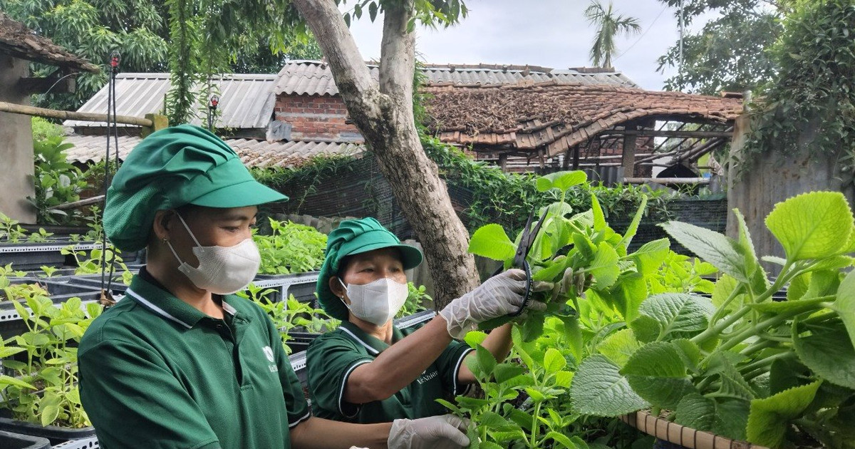 Phụ nữ miền núi học tập mô hình hợp tác xã tại Thăng Bình