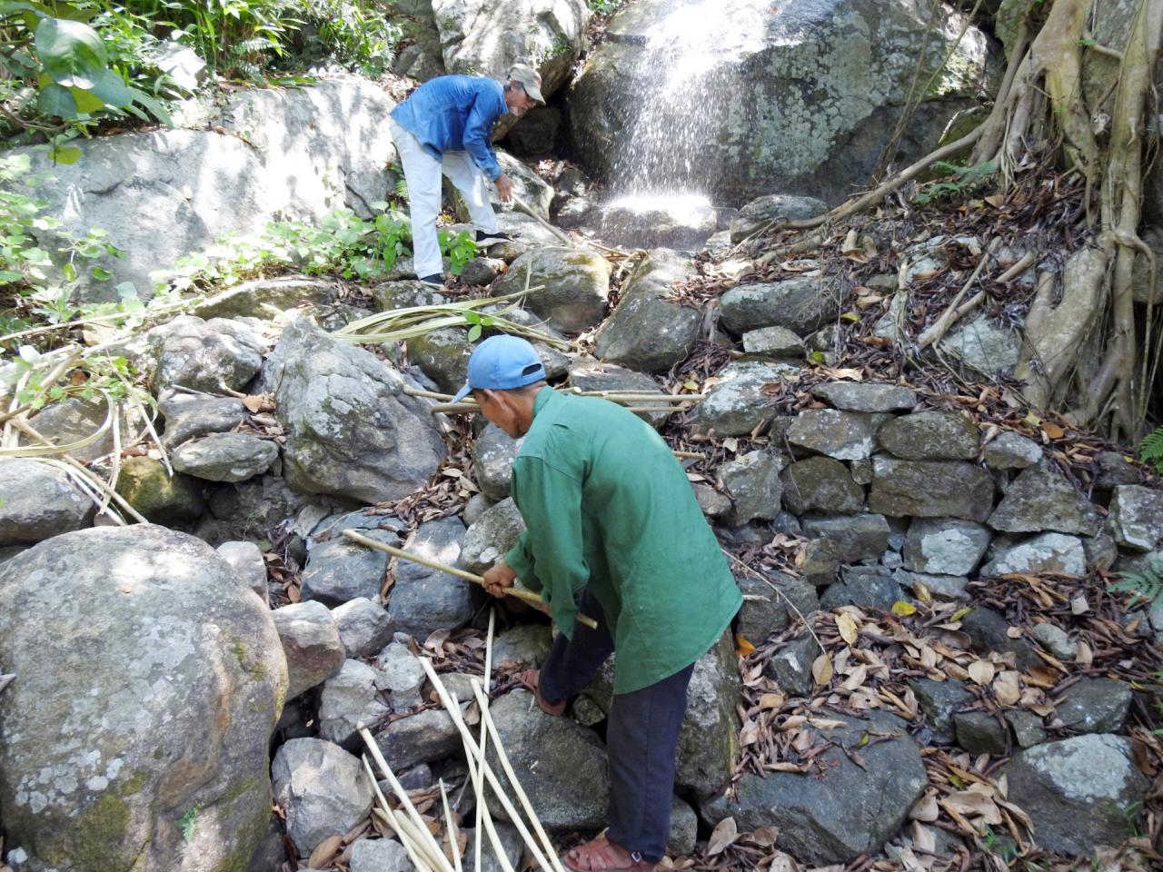 Đang đập và tước vỏ ngô đồng